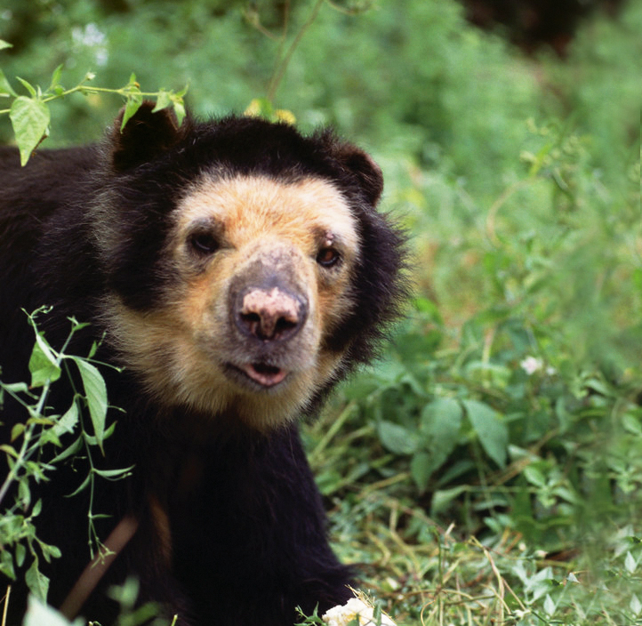 Oso de anteojos