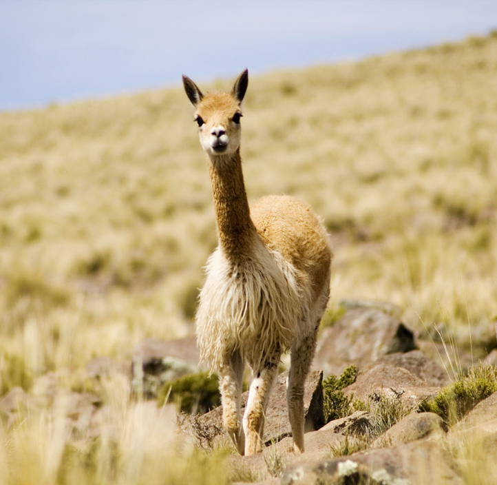 Vicuña